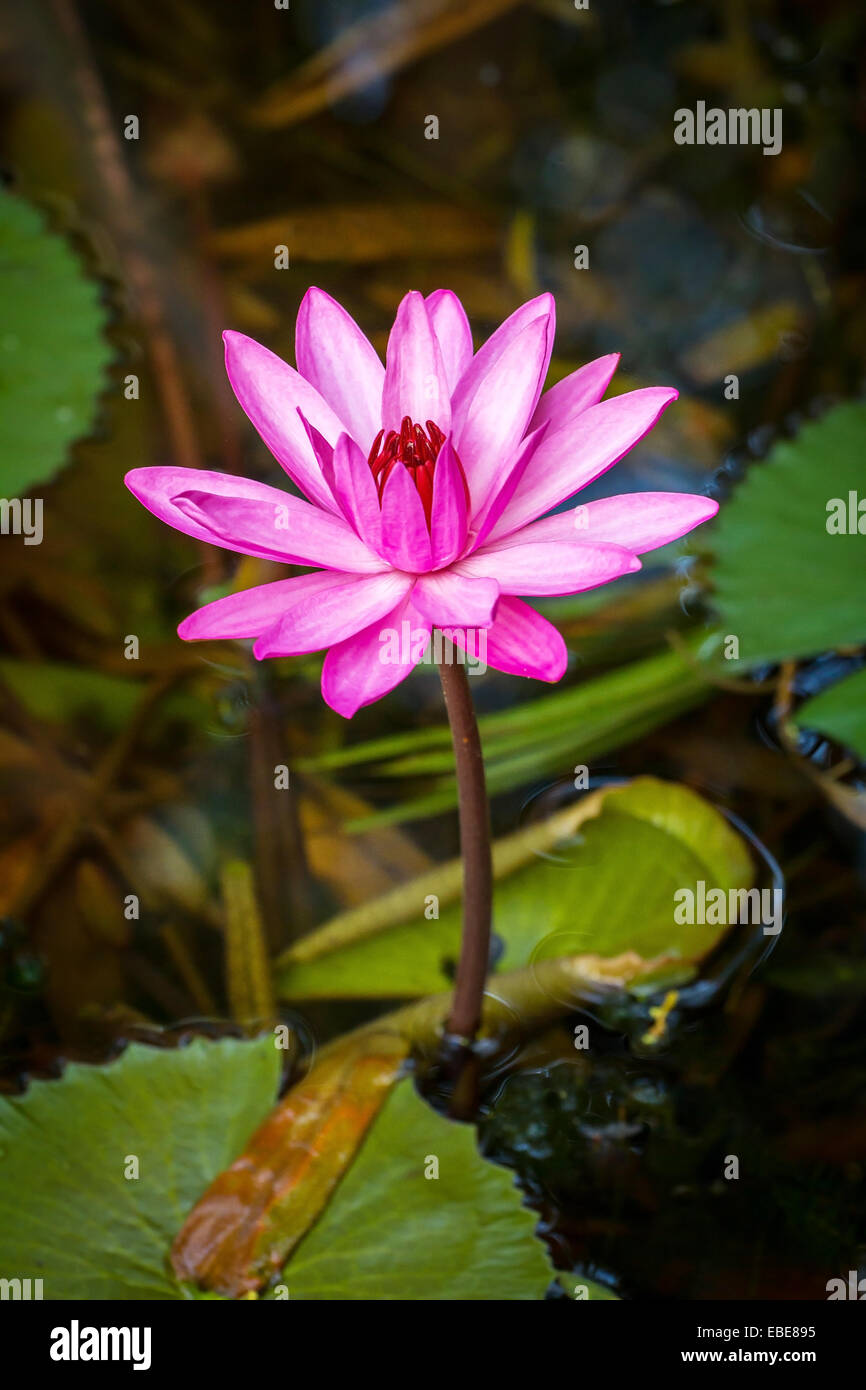 Water Lily rose belle closeup Banque D'Images