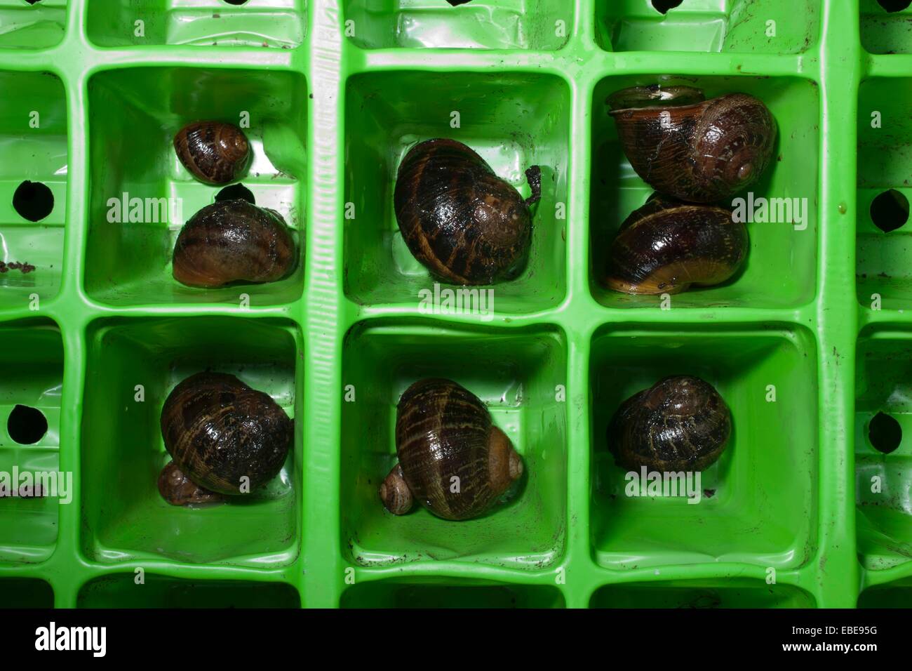 Une famille de mollusques Escargots sur l'hiver dans un des bacs de semences. Banque D'Images