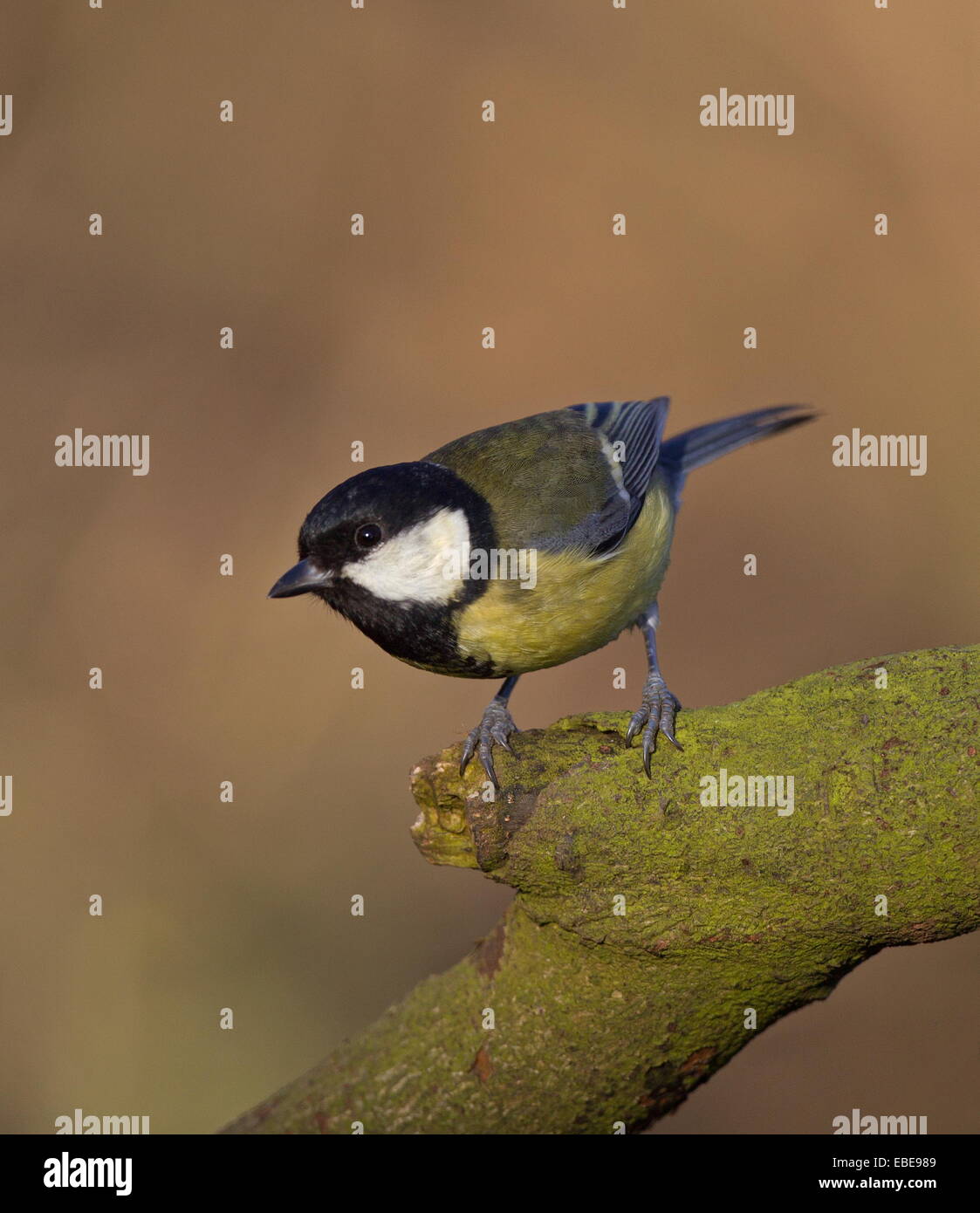 Mésange charbonnière Banque D'Images