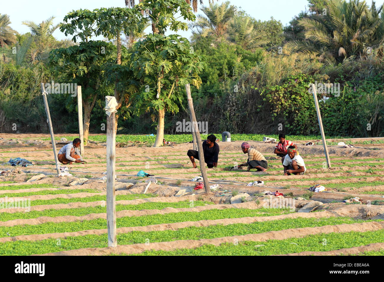 Des ouvriers agricoles travaillant dans les champs, Barbar, Royaume de Bahreïn Banque D'Images