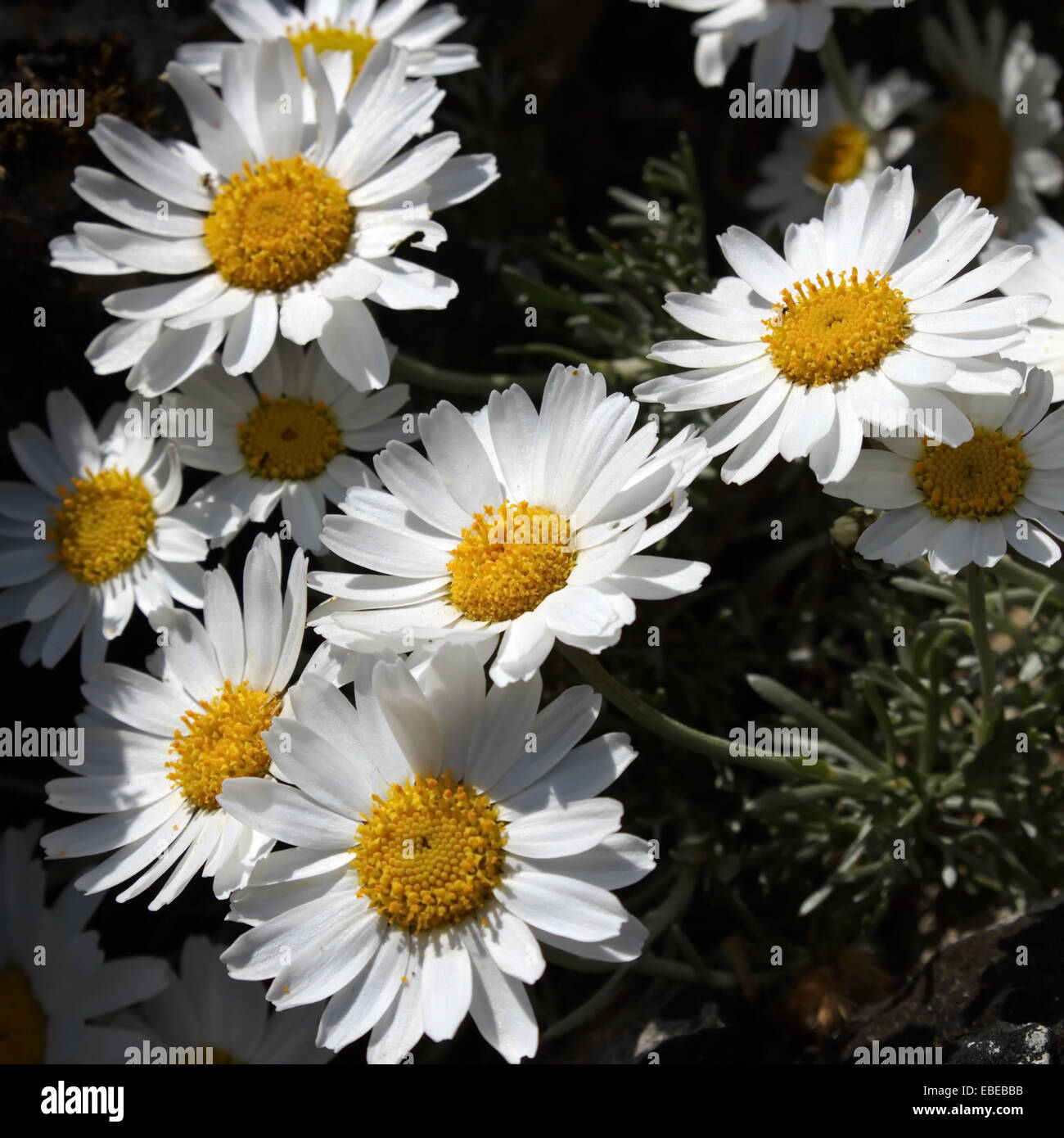 Close up on white, rhodanthemum rhodanthemum hosmariense marocain (Daisy) Banque D'Images