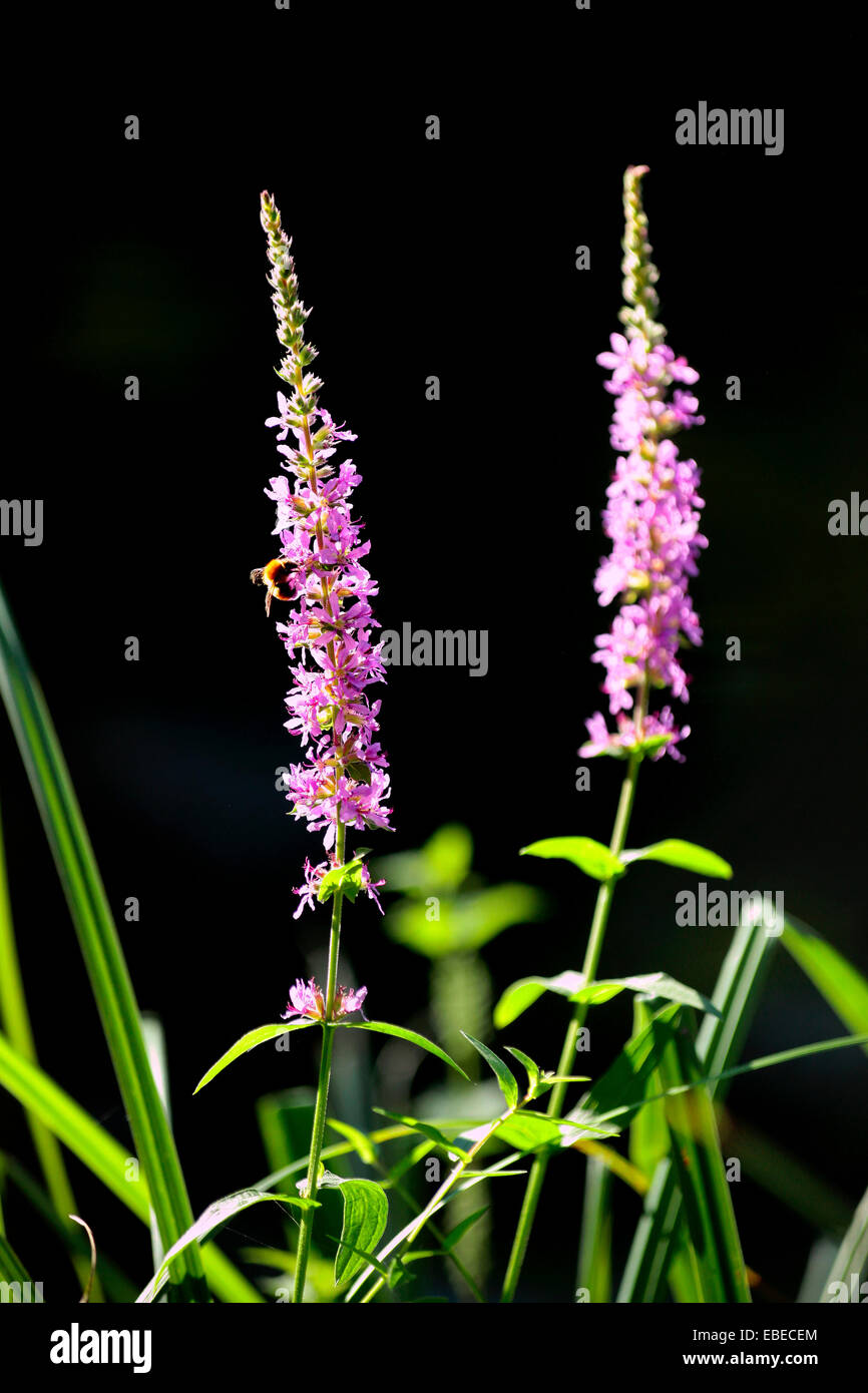 La Salicaire (Lythrum salicaria) avec les bourdons (Bombus sp.) Banque D'Images
