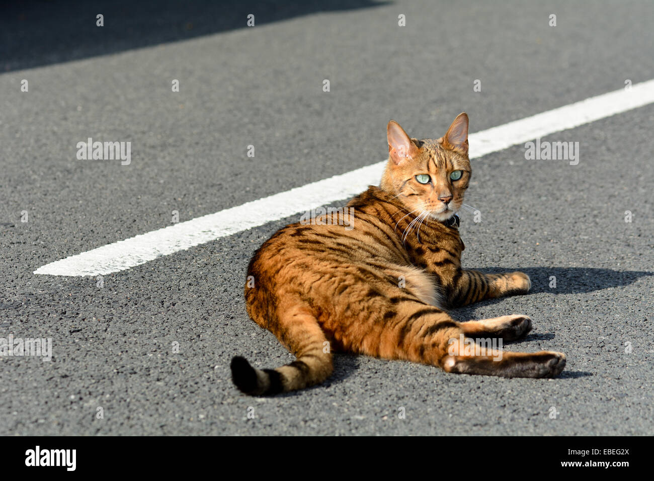 Bengal chat pose en milieu de road Banque D'Images