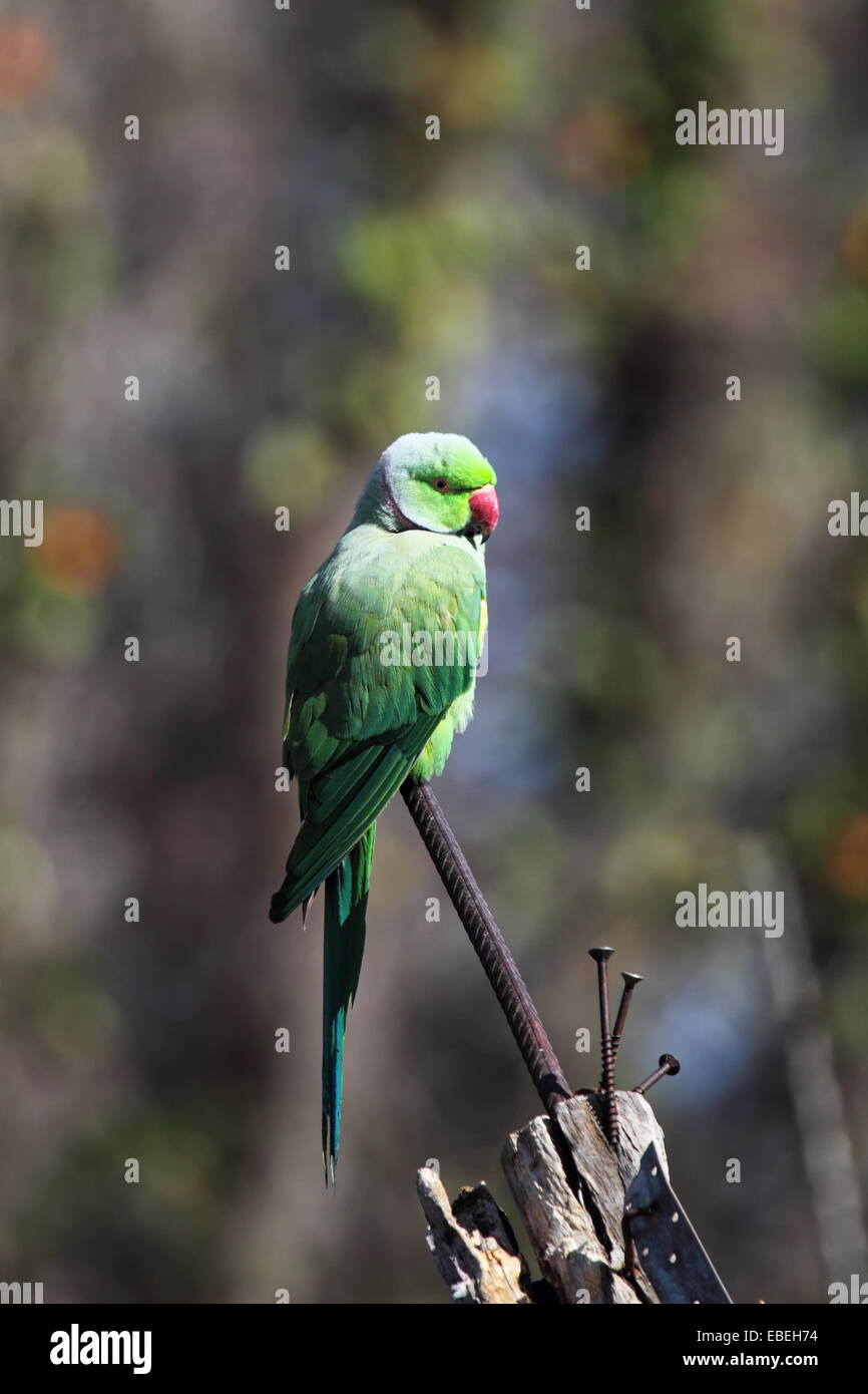 Héron pourpré (Psittacula krameri) assis sur une barre de fer. Banque D'Images