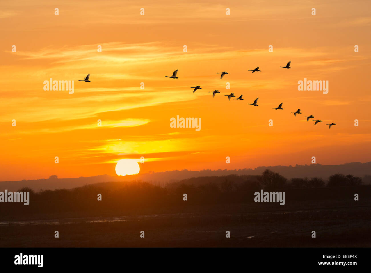 Oiseaux en vol en formation V, Lincolnshire Fens, Donna Nook, England, UK Banque D'Images