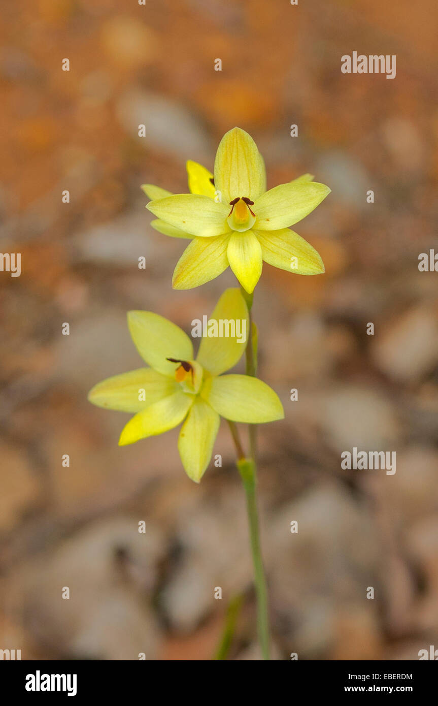 Thelymitra antennifera, orchidée vanille dans Leeuwin Naturaliste NP, WA, Australie Banque D'Images