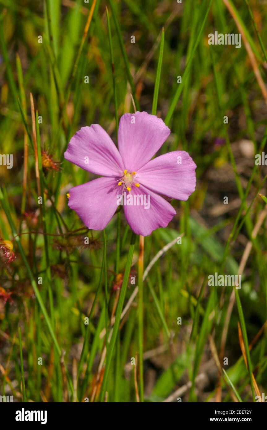 Drosera menziesii, Rose en arc-en-ciel Farrah, Kojonup, WA, Australie Banque D'Images