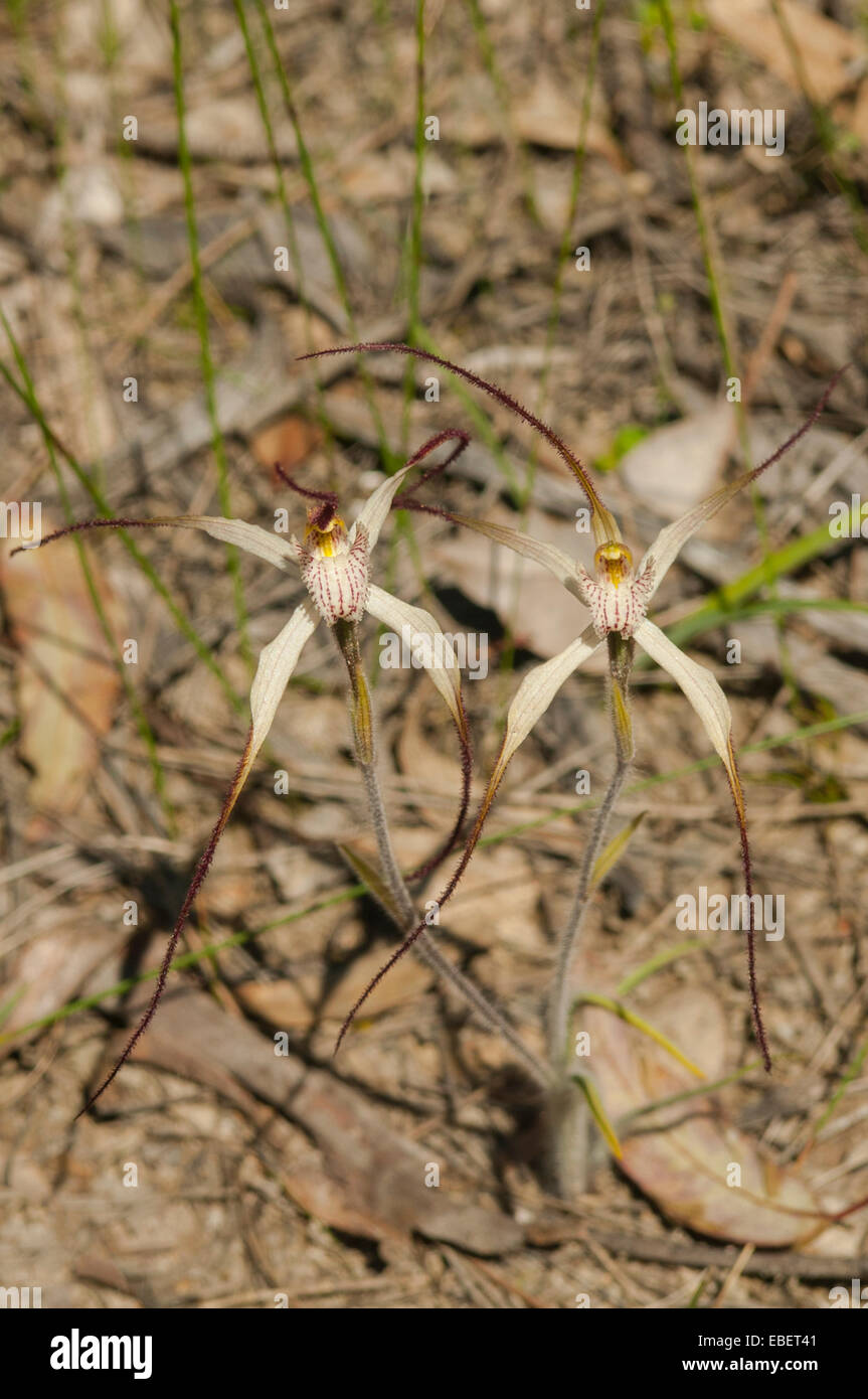 Caladenia vulgata, orchidée araignée commune de Farrah, Kojonup, WA, Australie Banque D'Images