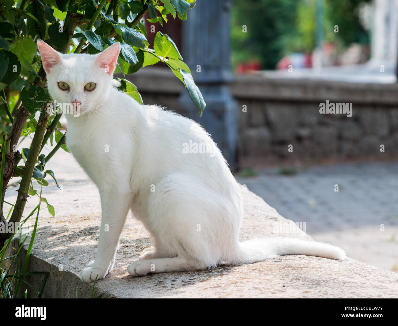 Chat blanc, assis dans la rue Banque D'Images