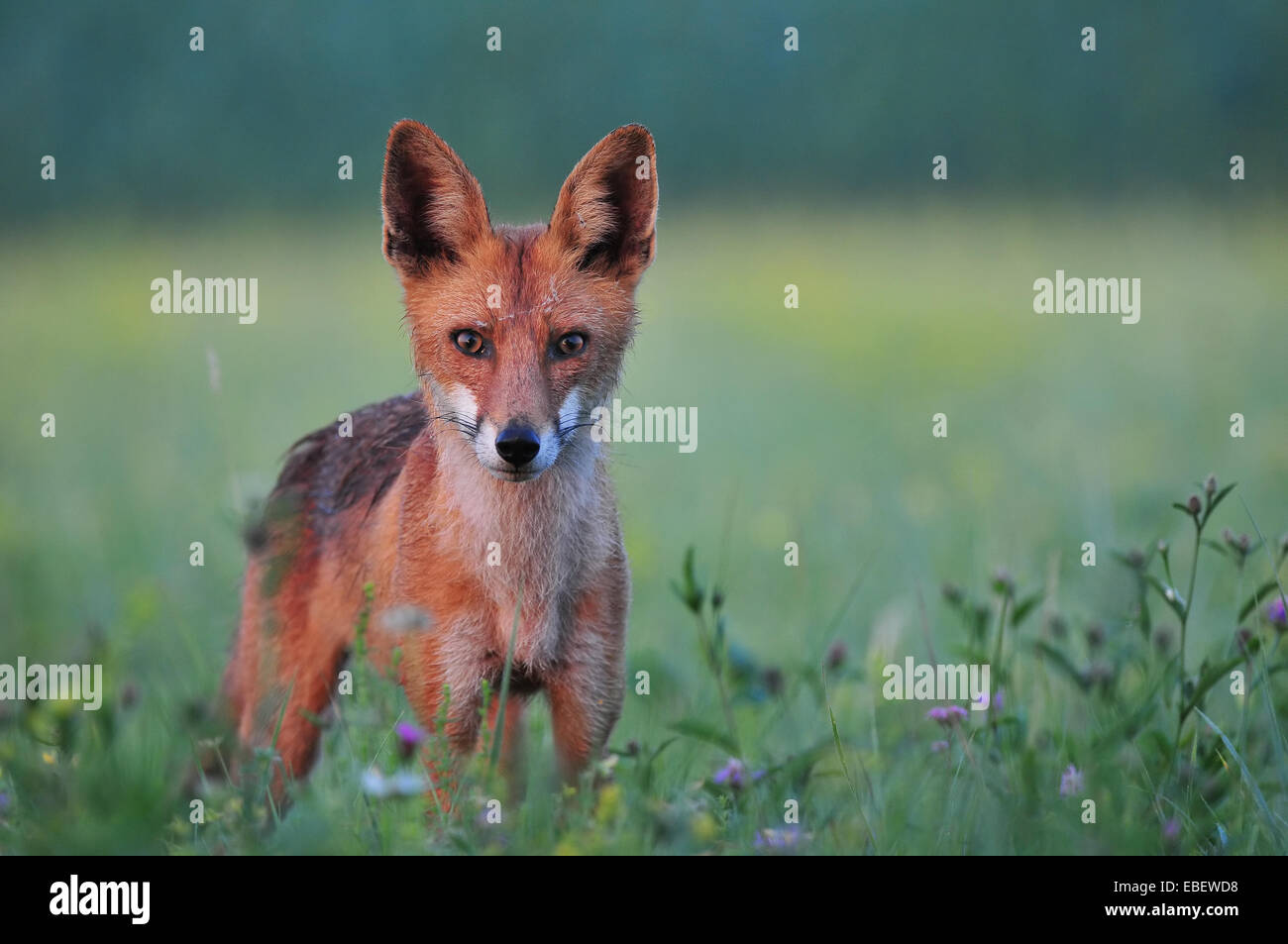 Renard roux Banque D'Images