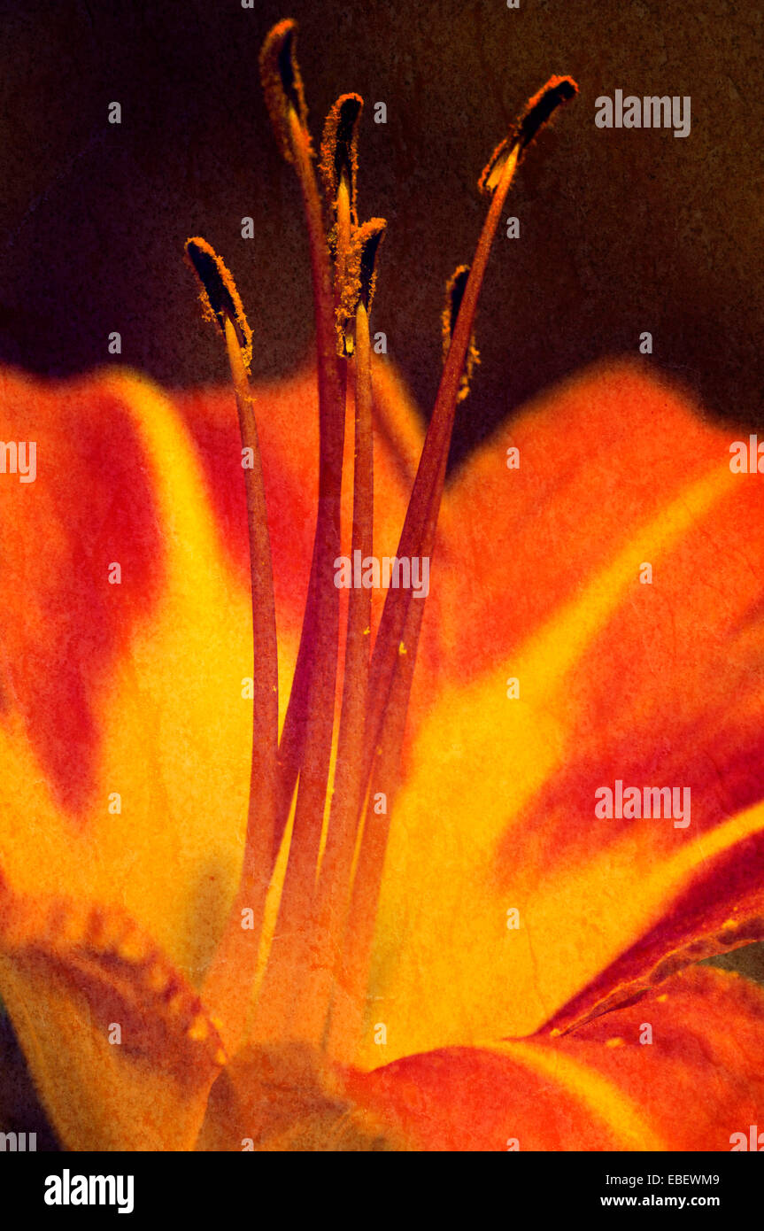 Textured close up d'un fossé l'hémérocalle (Hemerocallis fulva) Banque D'Images