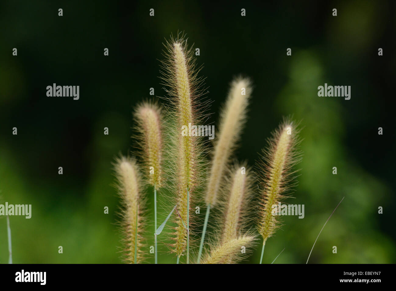 Belle fleur herbe Blady (Imperata cylindrica) jardin de fleurs au Thai Banque D'Images