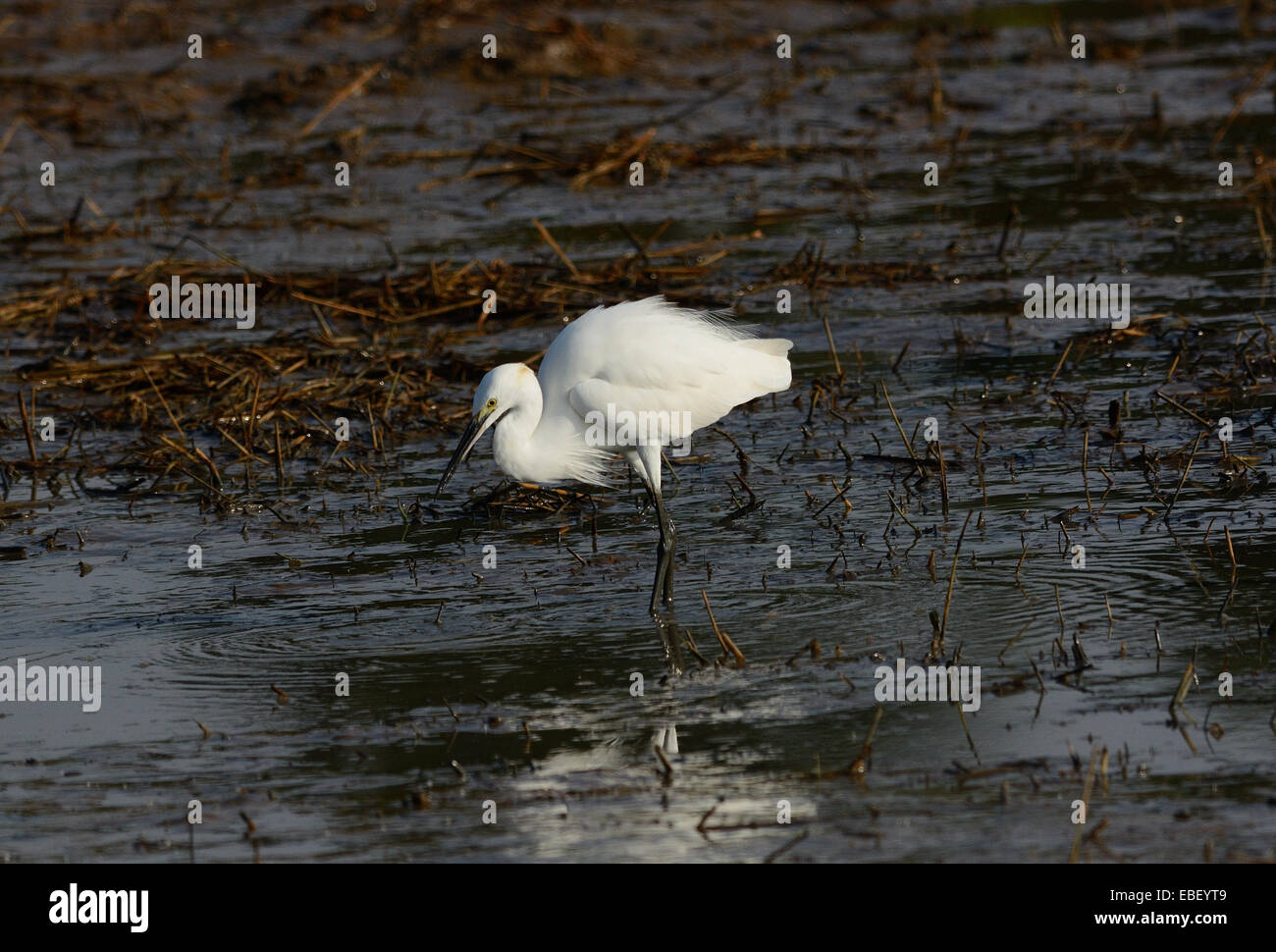 Belle petite aigrette à poisson en mer Banque D'Images