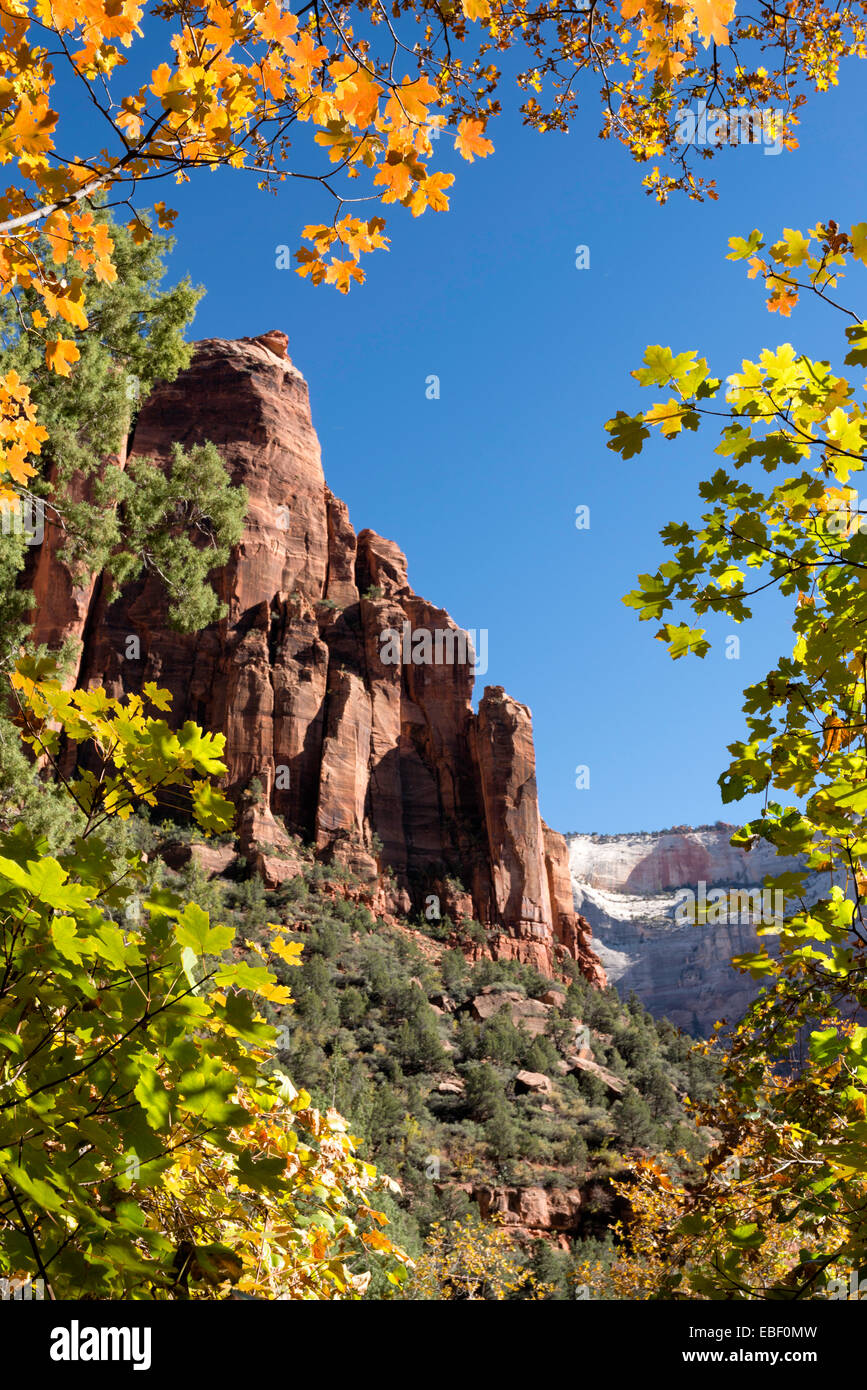 Les feuilles d'automne et de red rock à Zion National Park, Utah, USA Banque D'Images