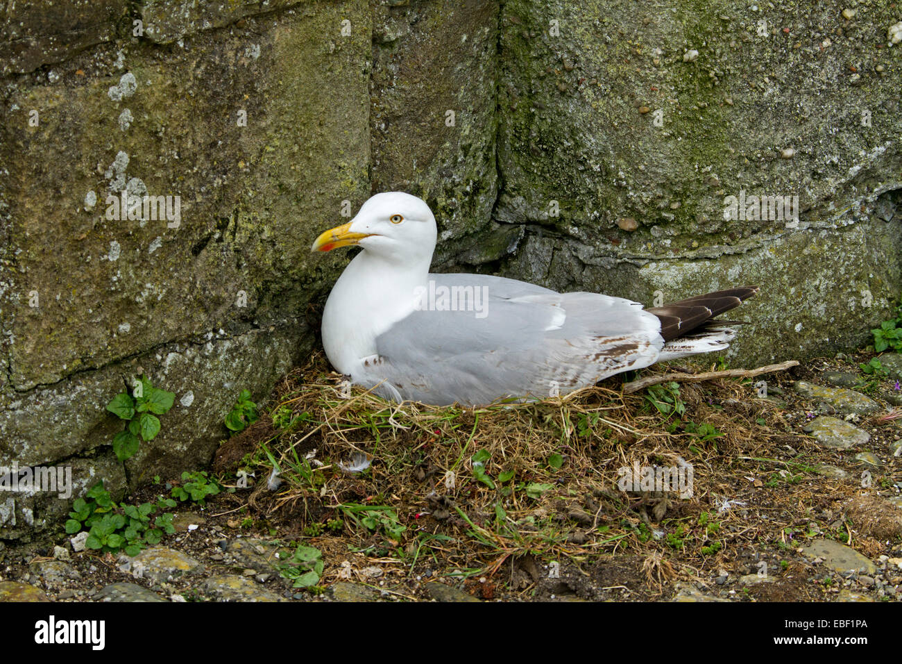 Goéland argenté (Larus argentatus assis sur son nid au coin de high de les murs de pierre au château de Beaumaris Anglesey, Pays de Galles Banque D'Images