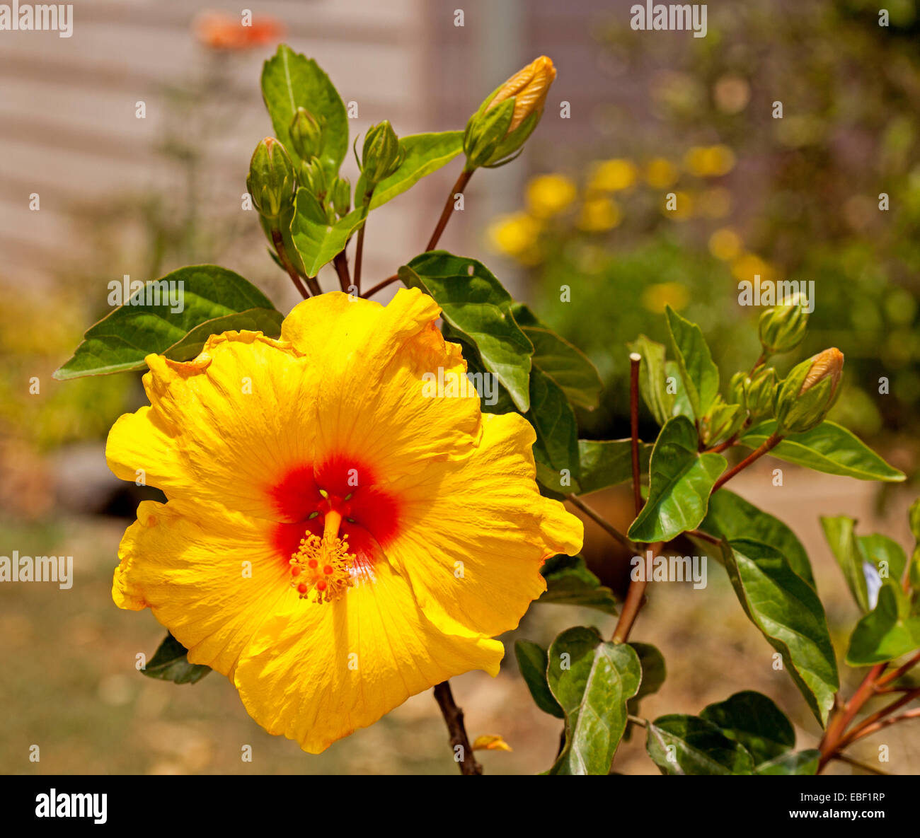 Fleurs jaune vif spectaculaire avec la gorge rouge Hibiscus de série "Flamenco" Athenacus entouré de feuilles et bourgeons d'Emeraude Banque D'Images Fleurs jaune vif spectaculaire avec la gorge rouge Hibiscus de série "Flamenco" Athenacus entouré de feuilles et bourgeons d'Emeraude Banque D'Images