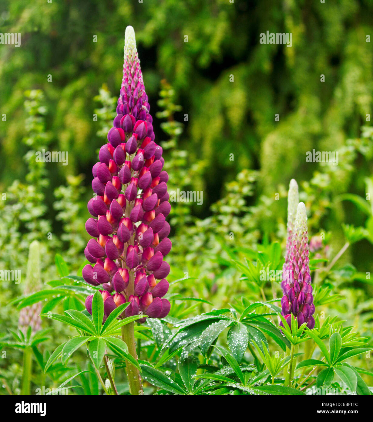 Grand et spectaculaire grand épi de deep purple / rouge fleurs lupin parmi le feuillage vert émeraude dense en anglais Chalet jardin Banque D'Images
