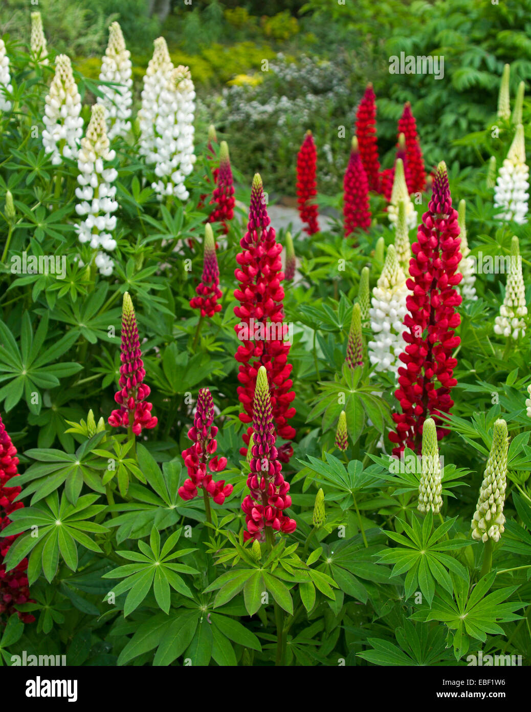 Grande grappe dense de grands épis de fleurs rouge foncé lupin contrastant avec masse de vivid white entre le feuillage vert émeraude dans Chalet jardin Banque D'Images