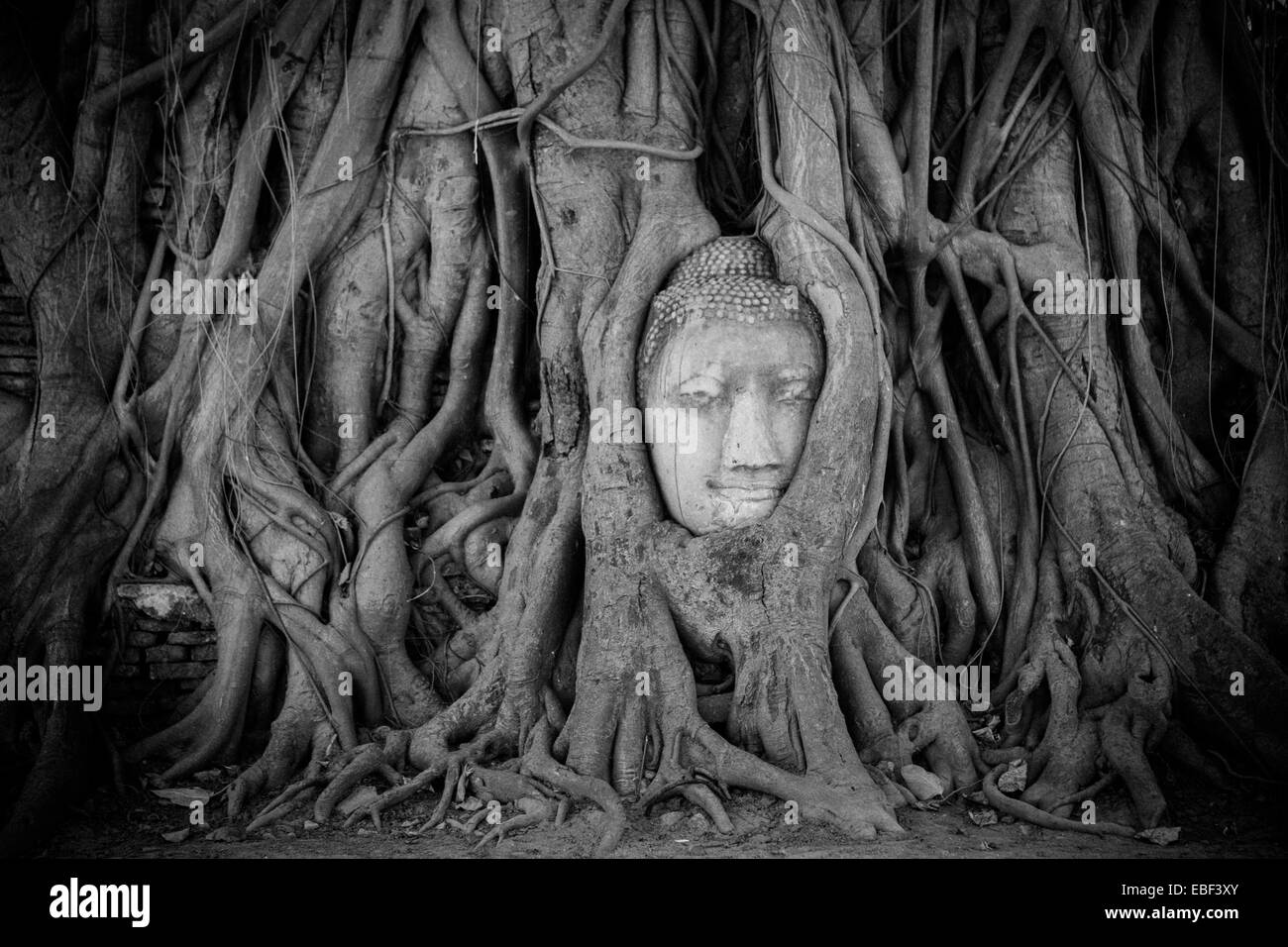 Tête de Bouddha en pierre liée à des racines d'arbre, Wat Mahathat, Ayutthaya, Thaïlande Banque D'Images
