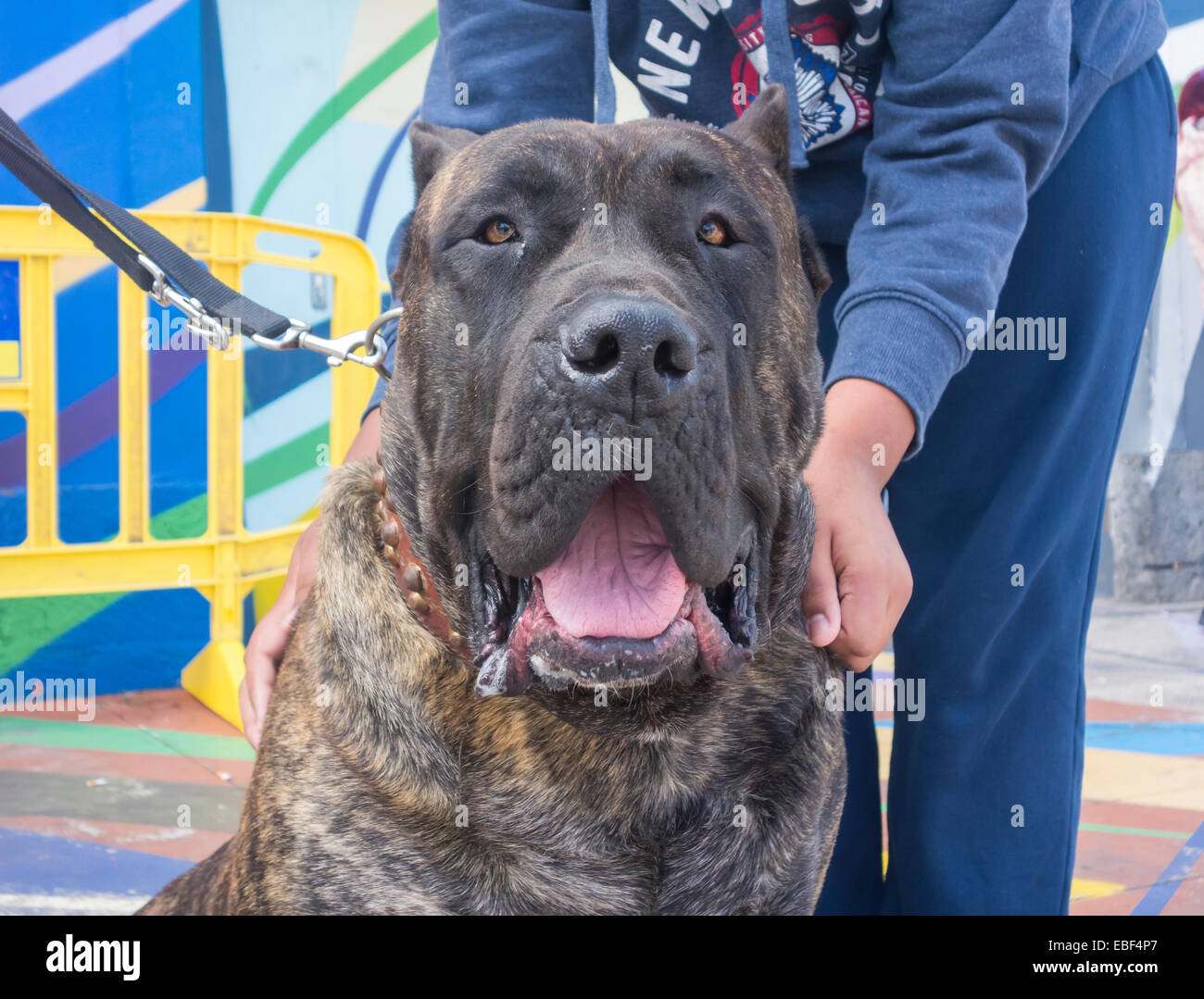 85 kilo Perro de Presa Canario au dog show dans les îles Canaries, Espagne Banque D'Images