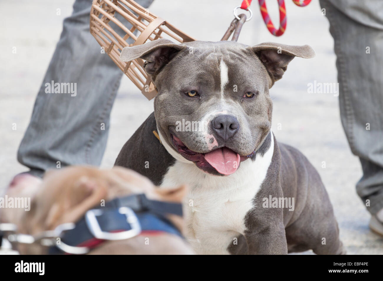 American Bully dog race Banque D'Images