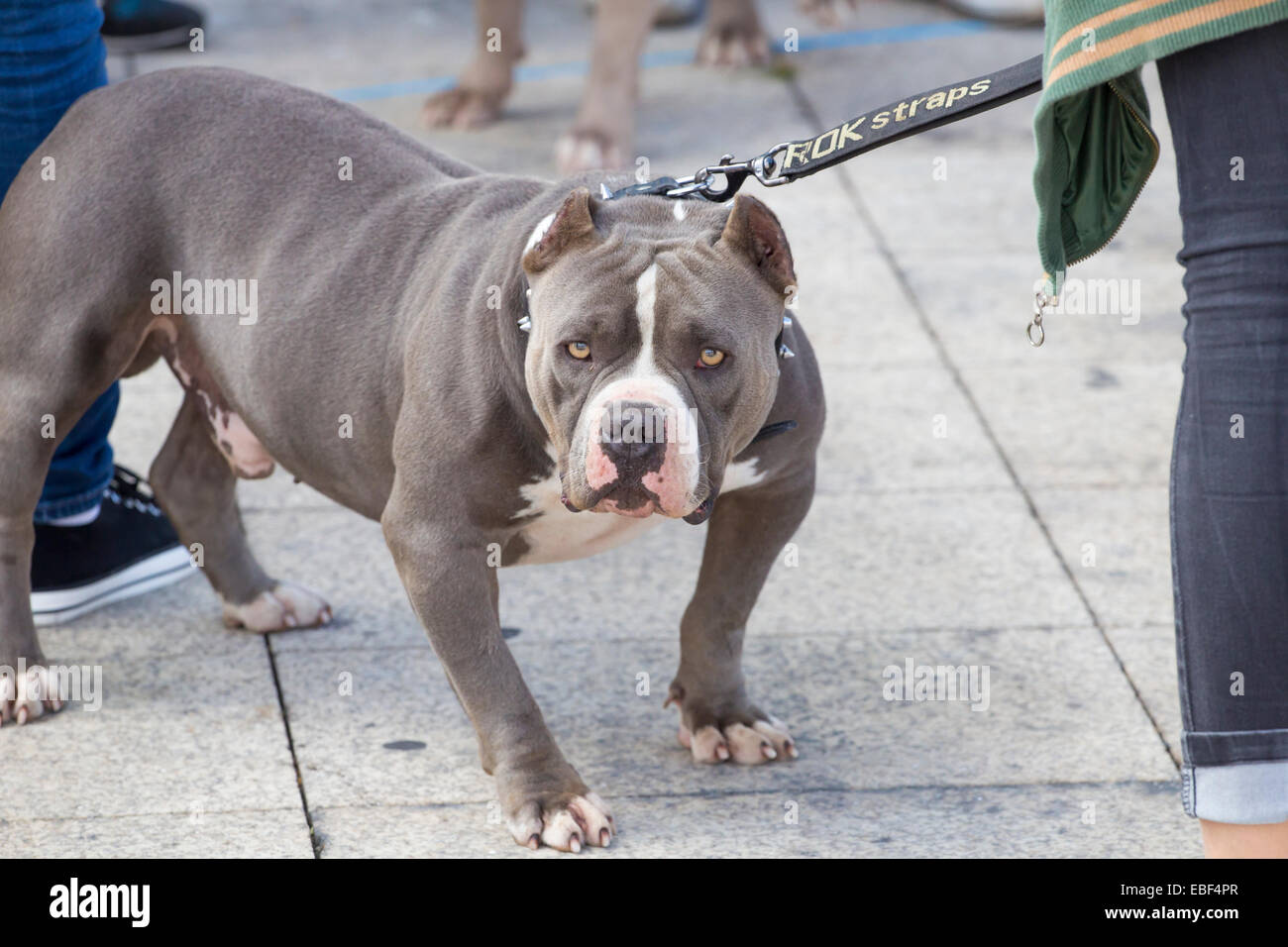American Bully dog race Banque D'Images