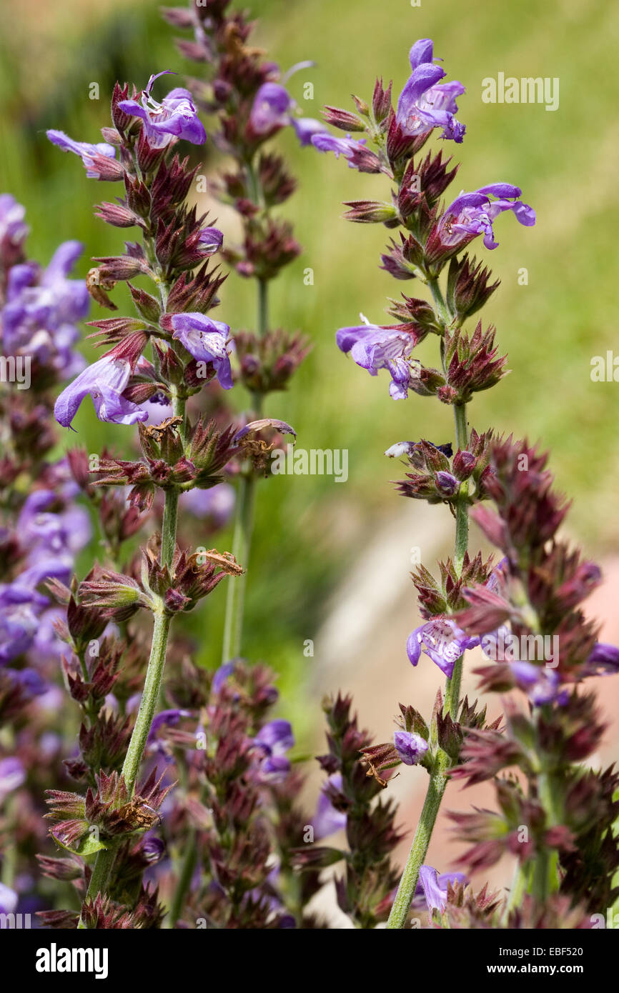 Salvia officinalis Sauge bleu Banque D'Images