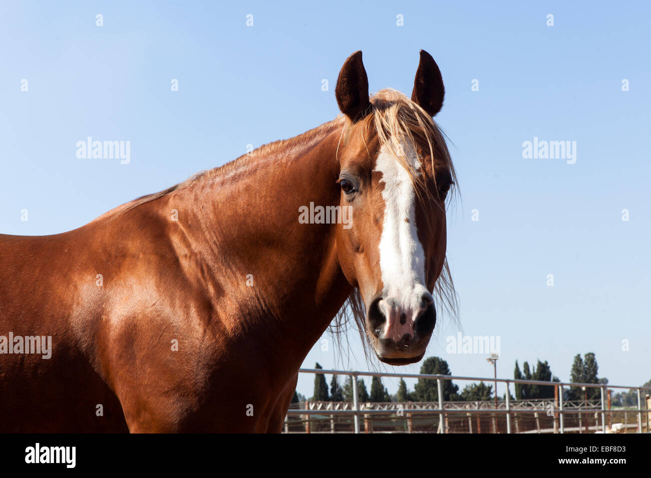 Portrait d'un cheval avec fond de ciel bleu. Banque D'Images