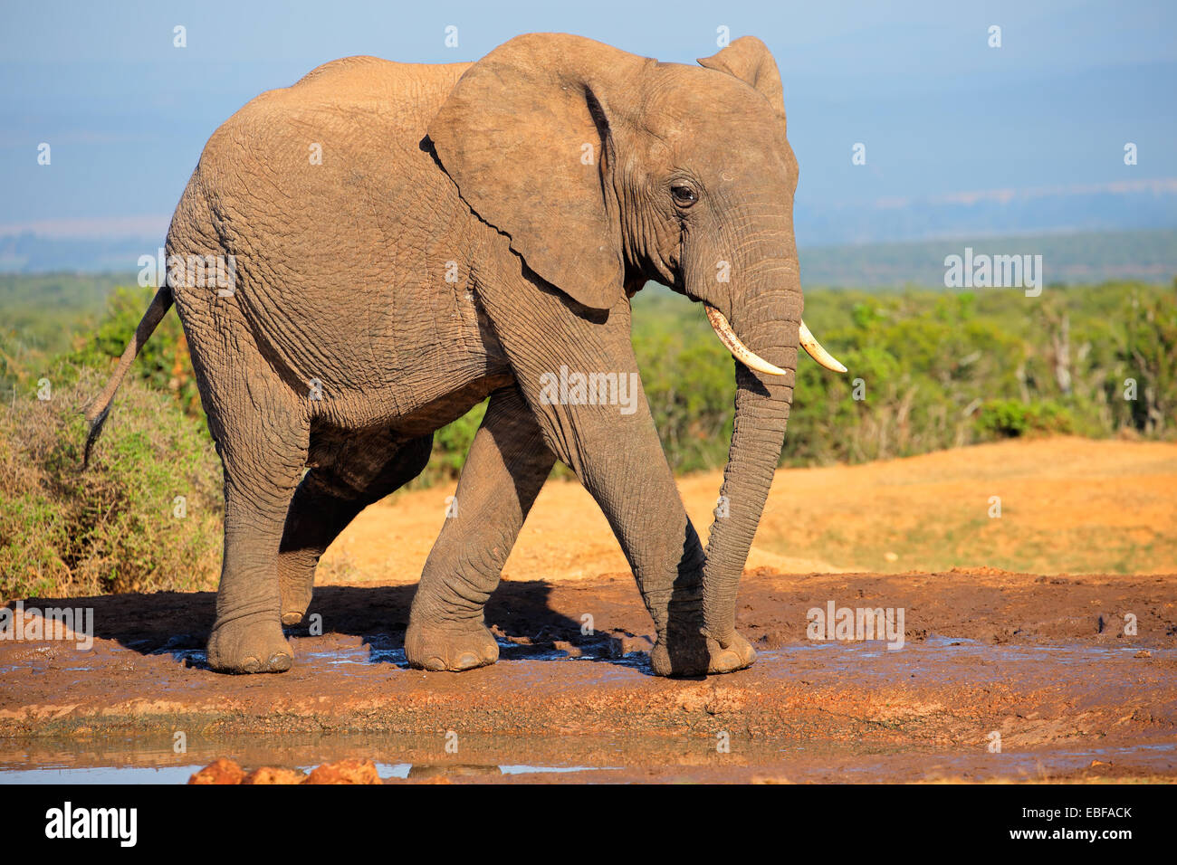 Grand éléphant africain bull (Loxodonta africana), l'Addo Elephant National Park, Afrique du Sud Banque D'Images