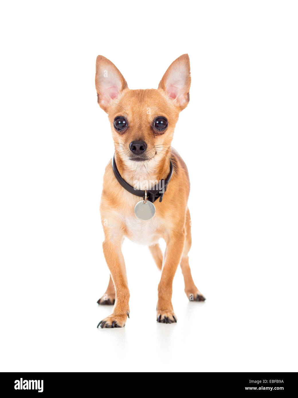Chien domestique chihuahua isolated on white Banque D'Images