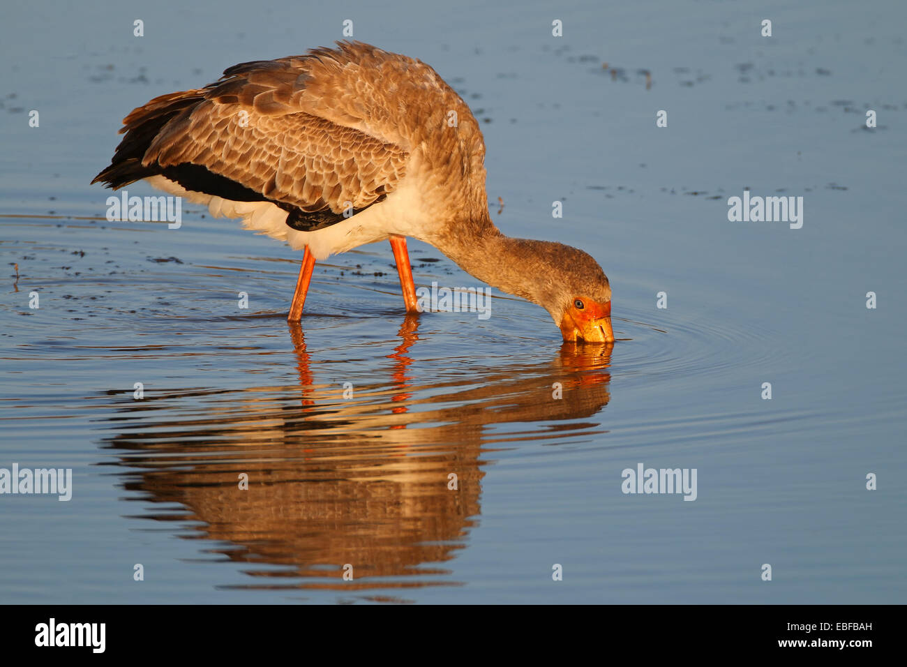 Yellow-billed stork (Mycteria ibis) se nourrissent dans les eaux peu profondes, Afrique du Sud Banque D'Images