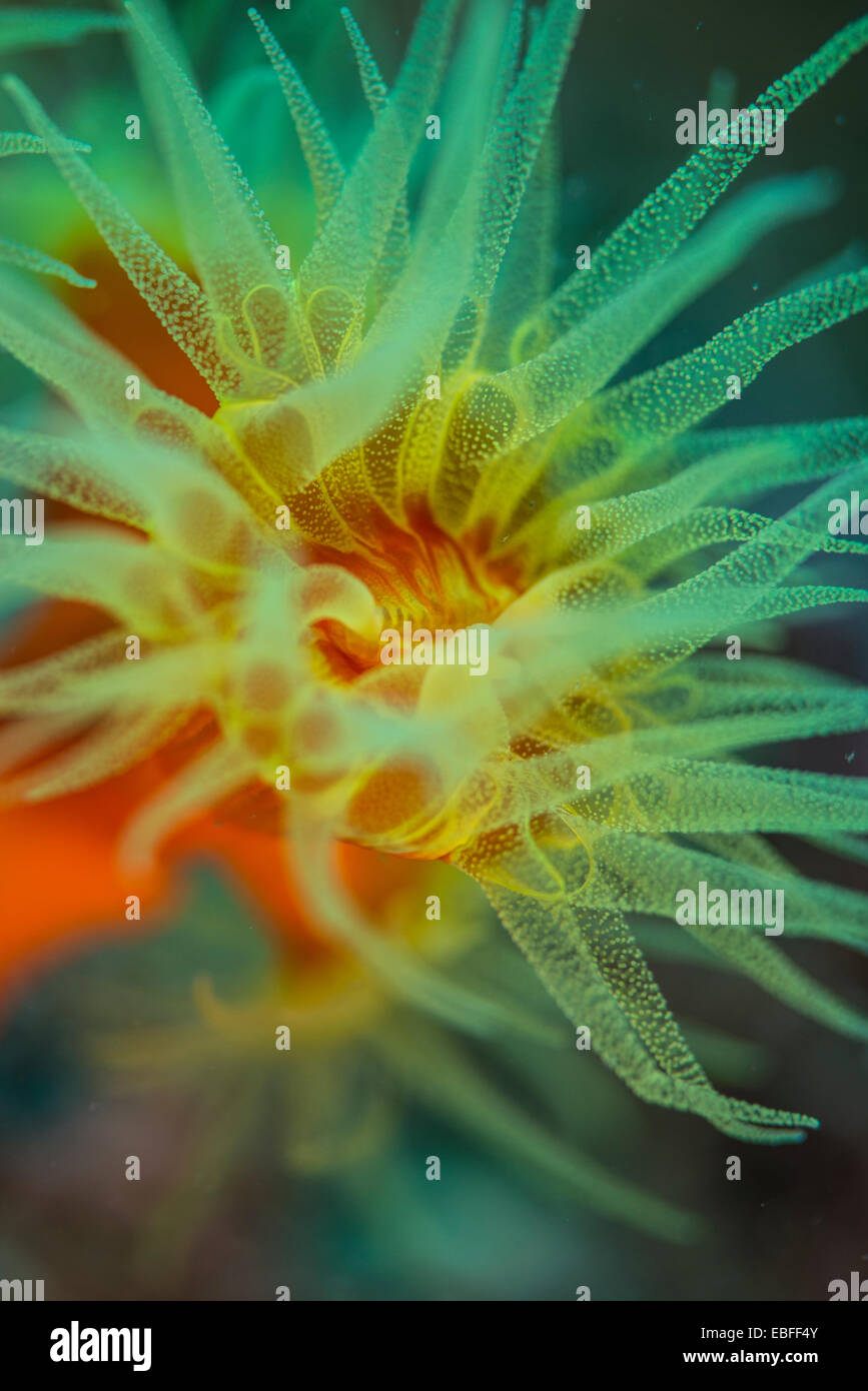 Orange corail, Dendrophyllia cribrosa Owase, au Japon de Mie Banque D'Images