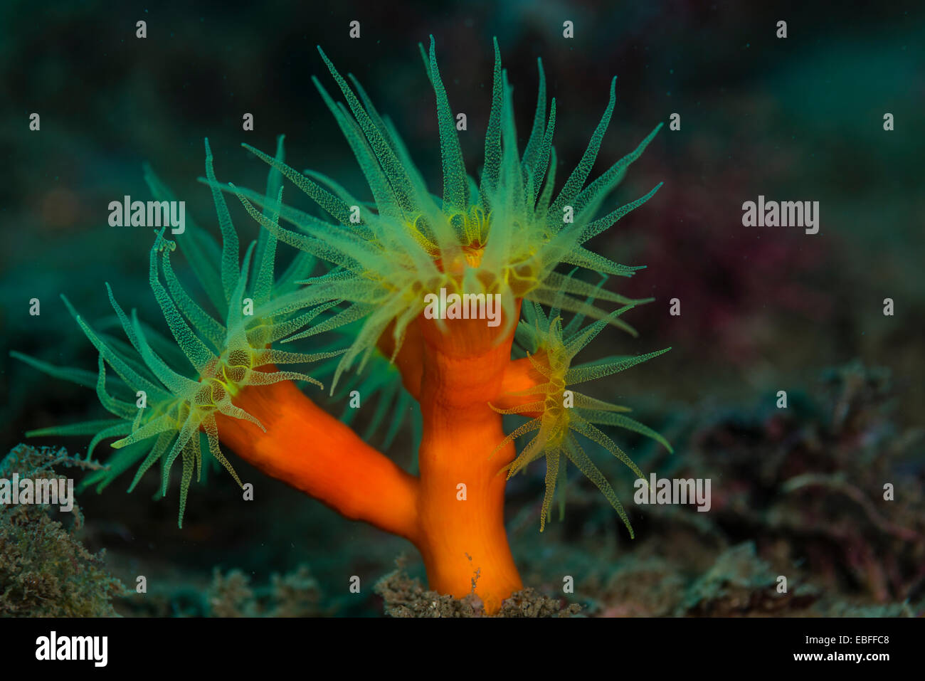 Orange corail ( Dendrophyllia cribrosa ) à Owase Mif Japon Banque D'Images