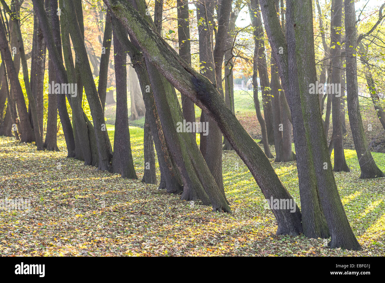 Rangée d'arbres d'automne de l'aulne Alnus glutinosa Banque D'Images