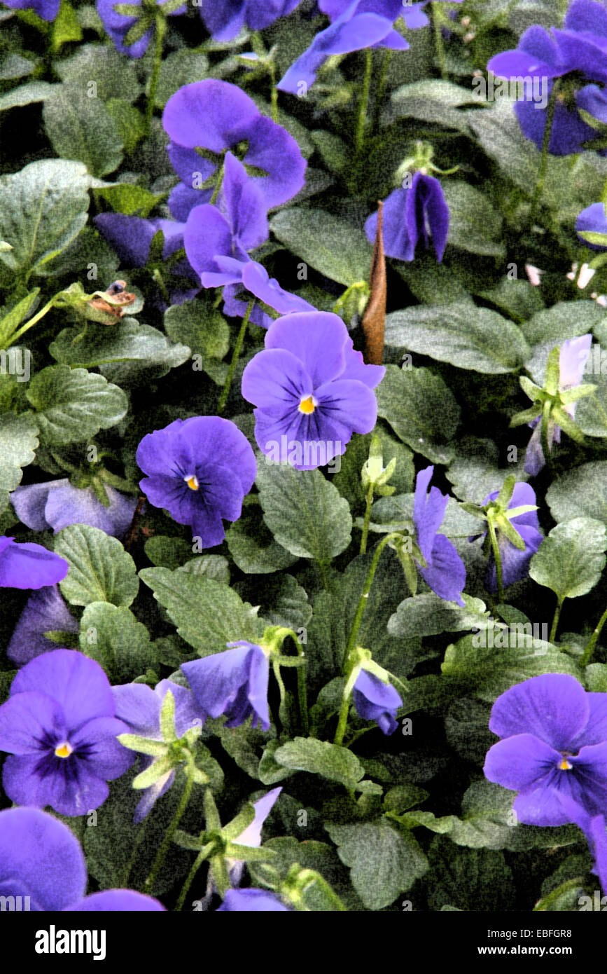 Image altérées des fleurs et plantes de jardin Banque D'Images