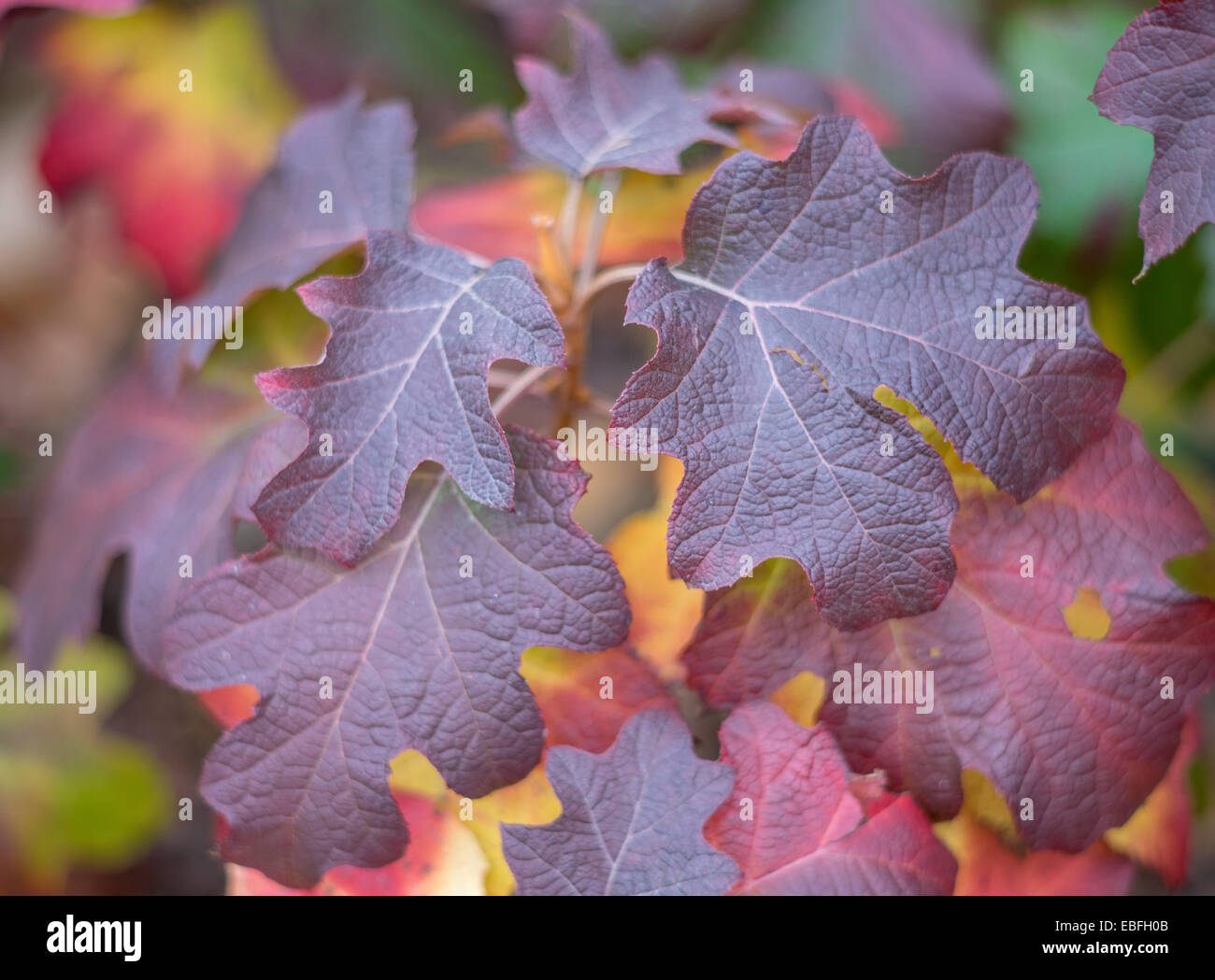 L'Hydrangea quercifolia rouge, violet et jaune feuilles d'automne Banque D'Images