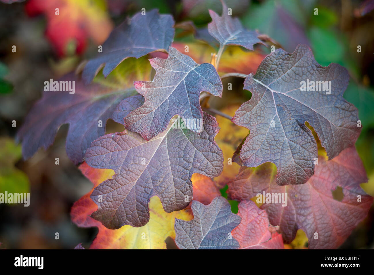 L'Hydrangea quercifolia rouge, violet et jaune feuilles d'automne Banque D'Images
