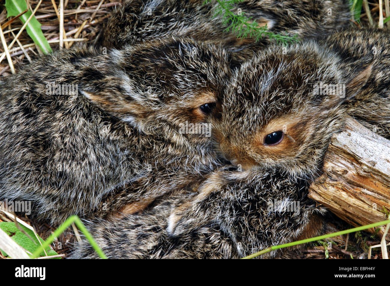 Lapins de lièvre d'Amérique, dont un moustique est sur sa paupière, dans une forêt de conifères. Vallée de Yaak, Montana. (Photo de Randy Beacham) Banque D'Images