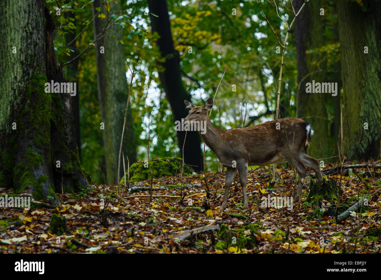 Deer femelle dans le bois de l'automne Banque D'Images