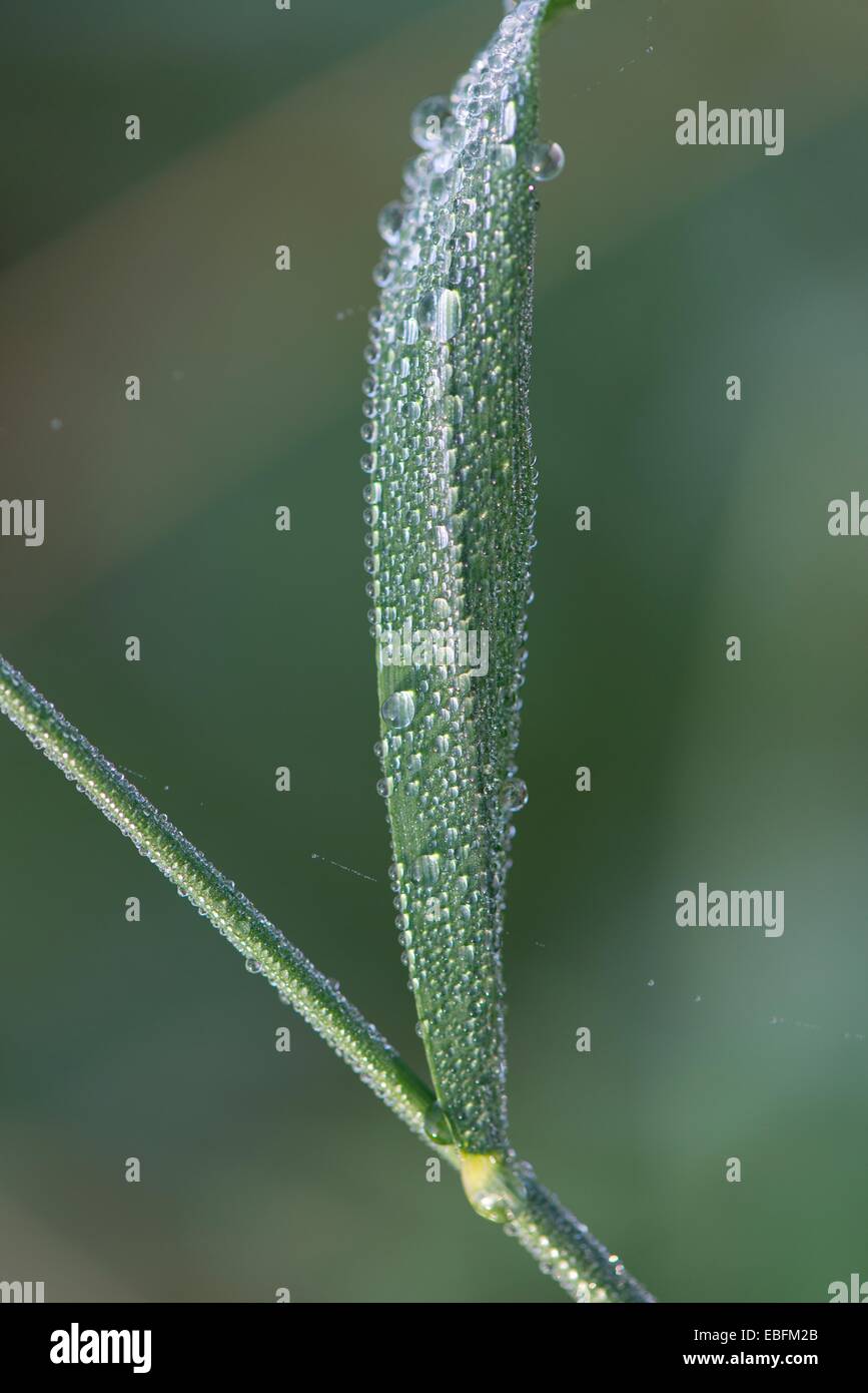 La rosée du matin sur une seule tige d'herbe. Banque D'Images