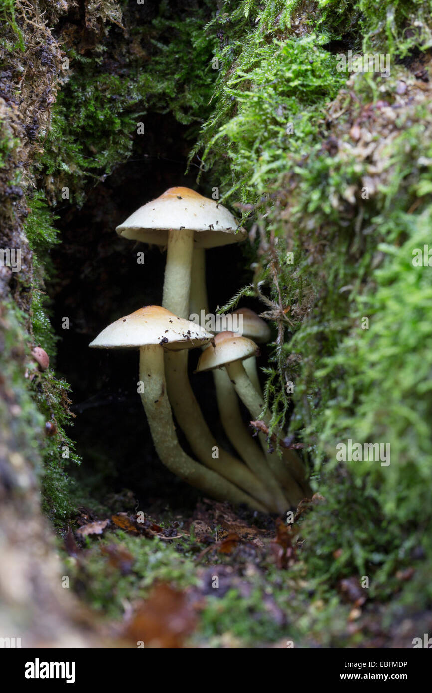 Champignon : la touffe de soufre. (Hypholoma fasiculare). Banque D'Images