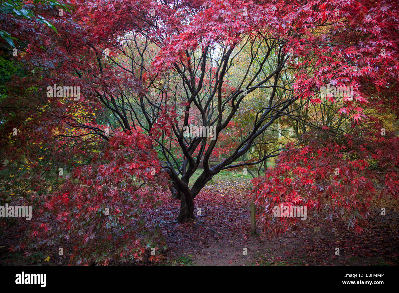 Arbre généalogique Acer japonais en automne Banque D'Images