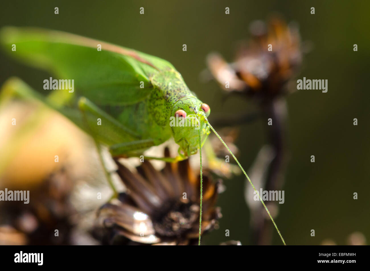 Macro photo d'un livre vert sur une branche de cricket Banque D'Images