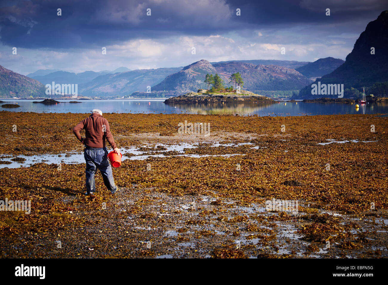 L'homme à la recherche de palourdes au Loch Carron, Plockton Banque D'Images
