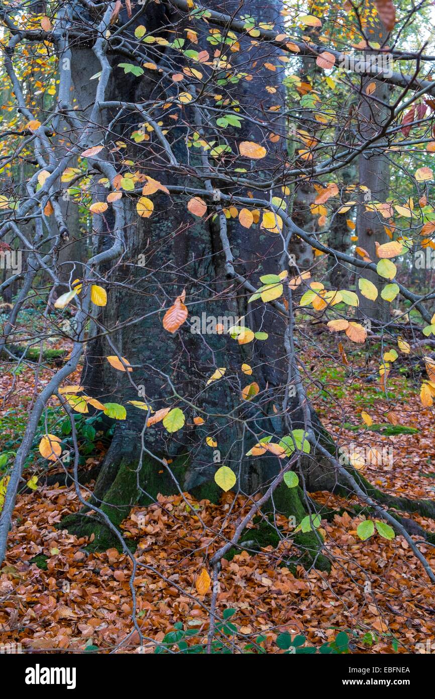 Hêtre tronc de l'arbre et la forêt en automne Banque D'Images