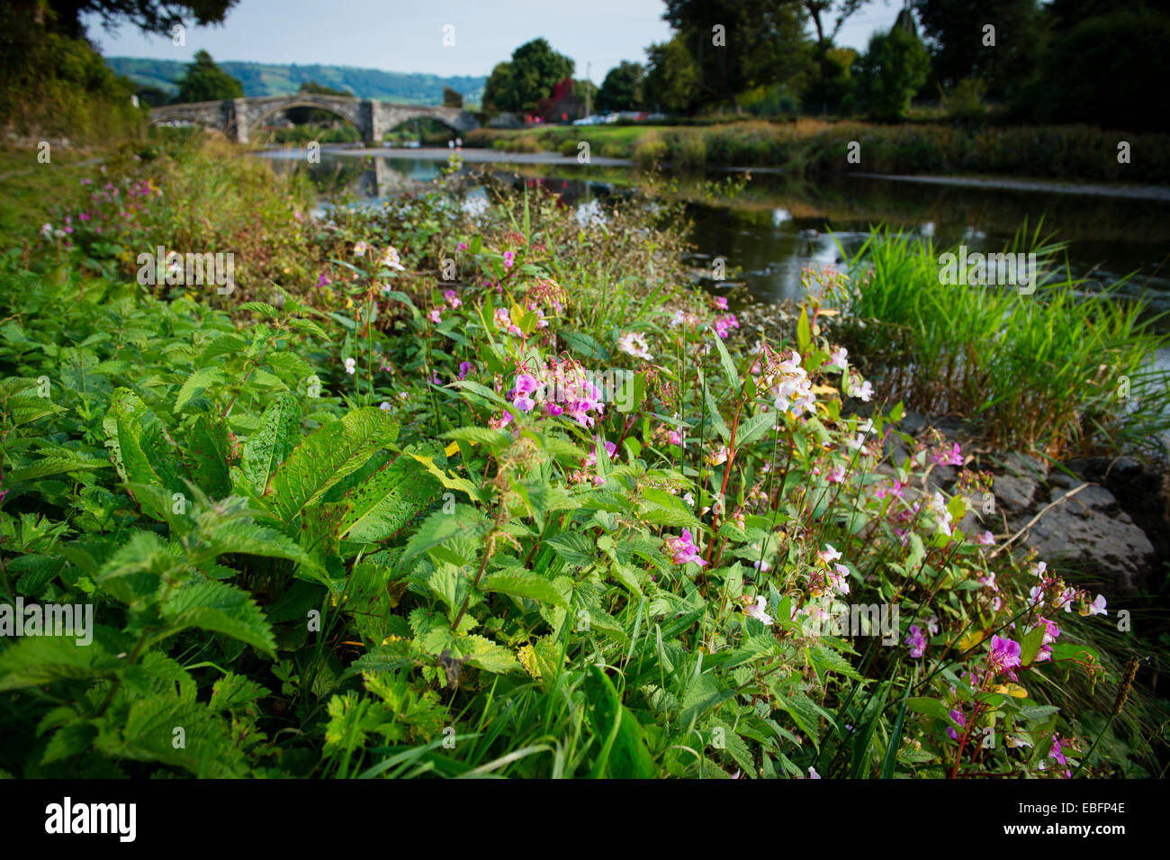 Balsamine de l'himalaya floraison fleurs plantes envahissantes qui poussent sur les rives de la rivière Conwy Conwy dans le Nord du Pays de Galles, Automne 2014 Banque D'Images