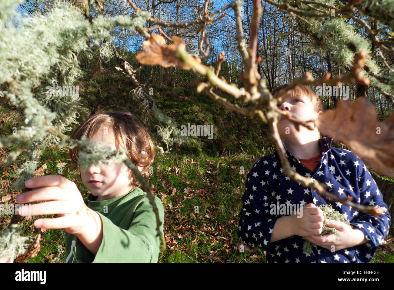 Carmarthenshire, Pays de Galles, Royaume-Uni. 30e Novembre 2014. Les garçons jouent à l'extérieur en temps exceptionnellement doux pour la fin du mois de novembre la collecte de lichen les branches d'un chêne. Kathy deWitt/AlamyLiveNews Banque D'Images