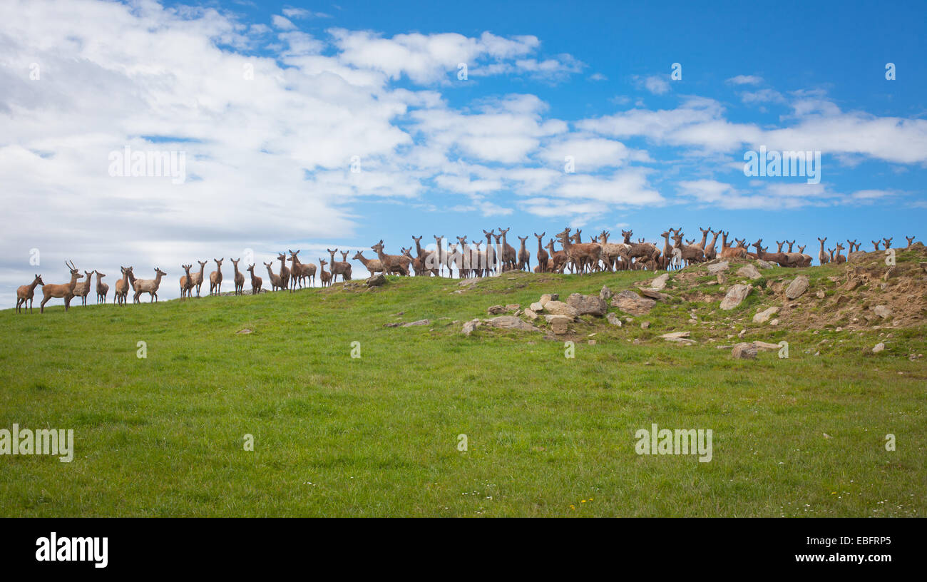 Red Deer sur une ferme de cerfs, Otago, Nouvelle-Zélande. Banque D'Images