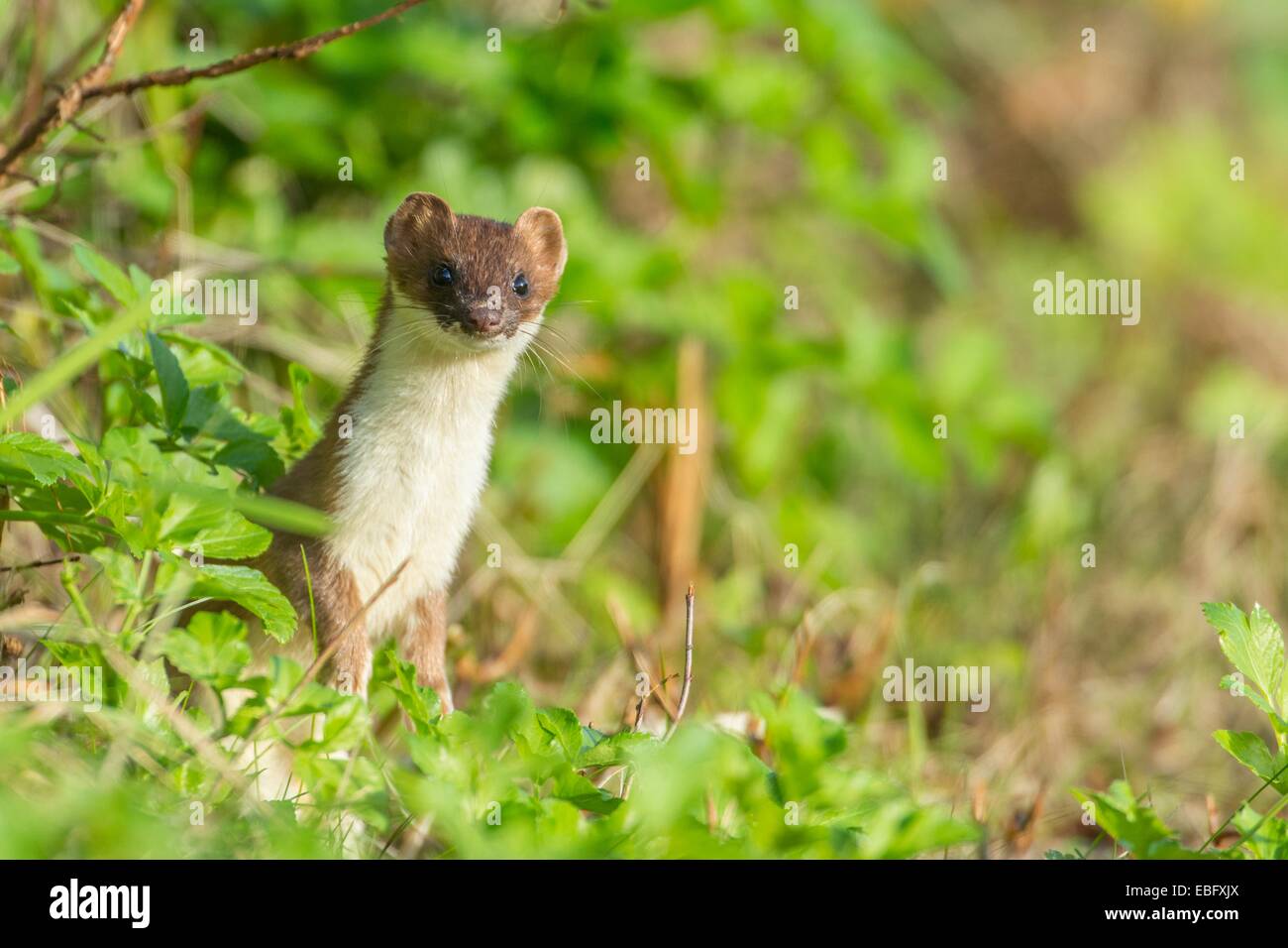 - L'Hermine Mustela erminea, dans la posture d'alerte. Banque D'Images