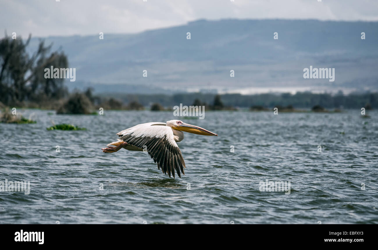 Grand pélican blanc (Pelecanus onocrotalus) en vol au lac Naivasha, Kenya Banque D'Images